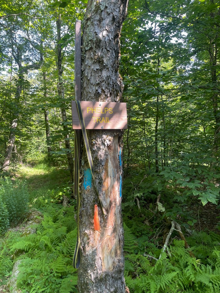 A wooden sign reading 'PHELPS TRAIL' affixed to a tree in a lush green forest, surrounded by ferns and other foliage.