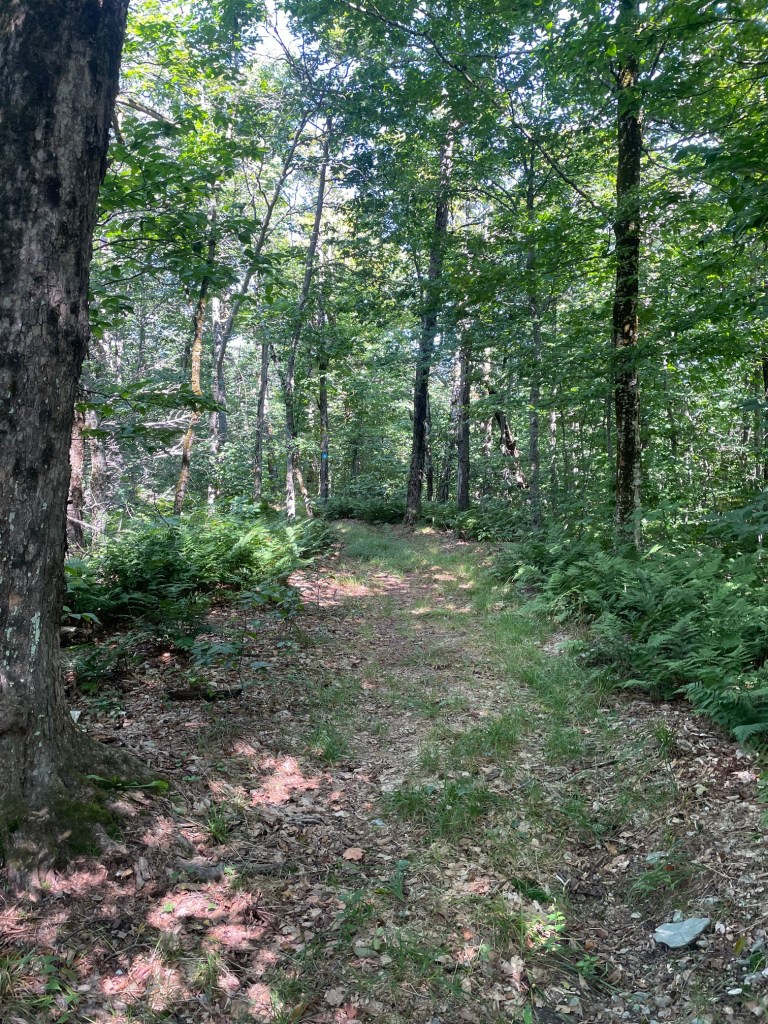 A narrow dirt path winding through a lush green forest, surrounded by tall trees and ferns.