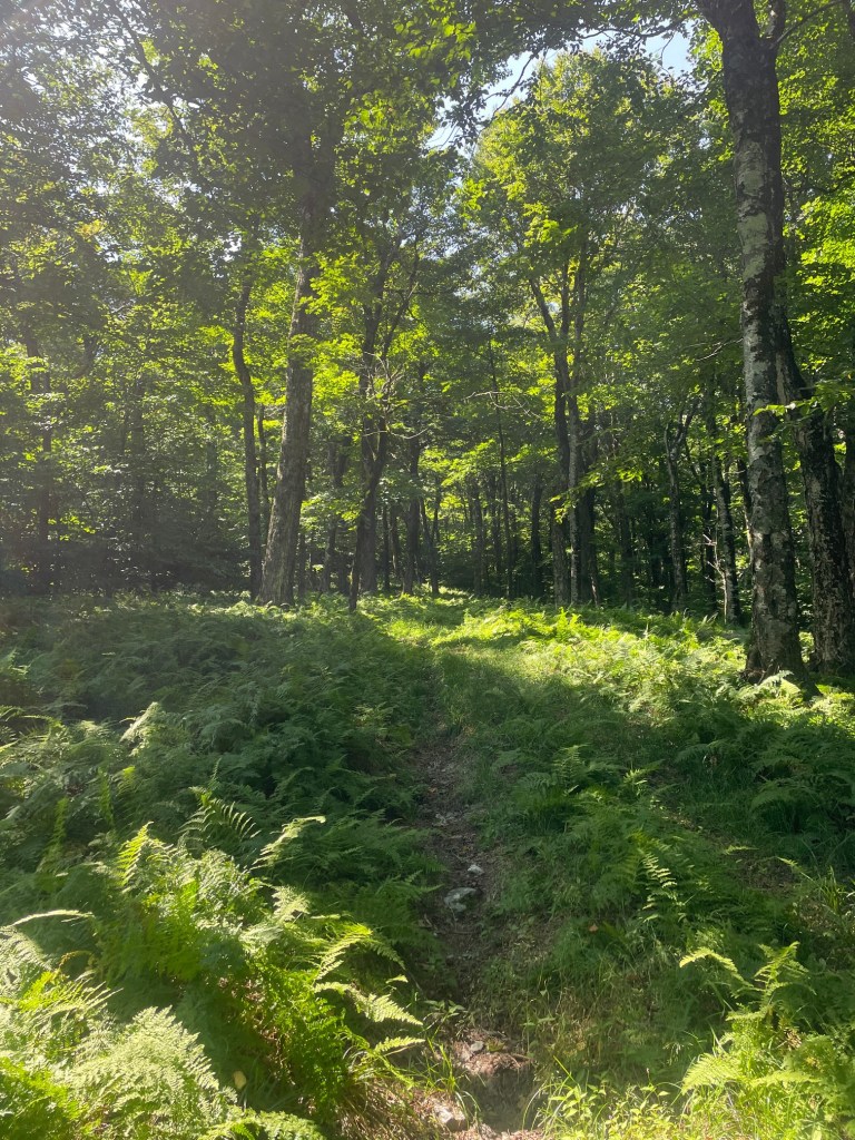 A sunlit forest path surrounded by lush green ferns and tall trees, creating a peaceful natural scenery.
