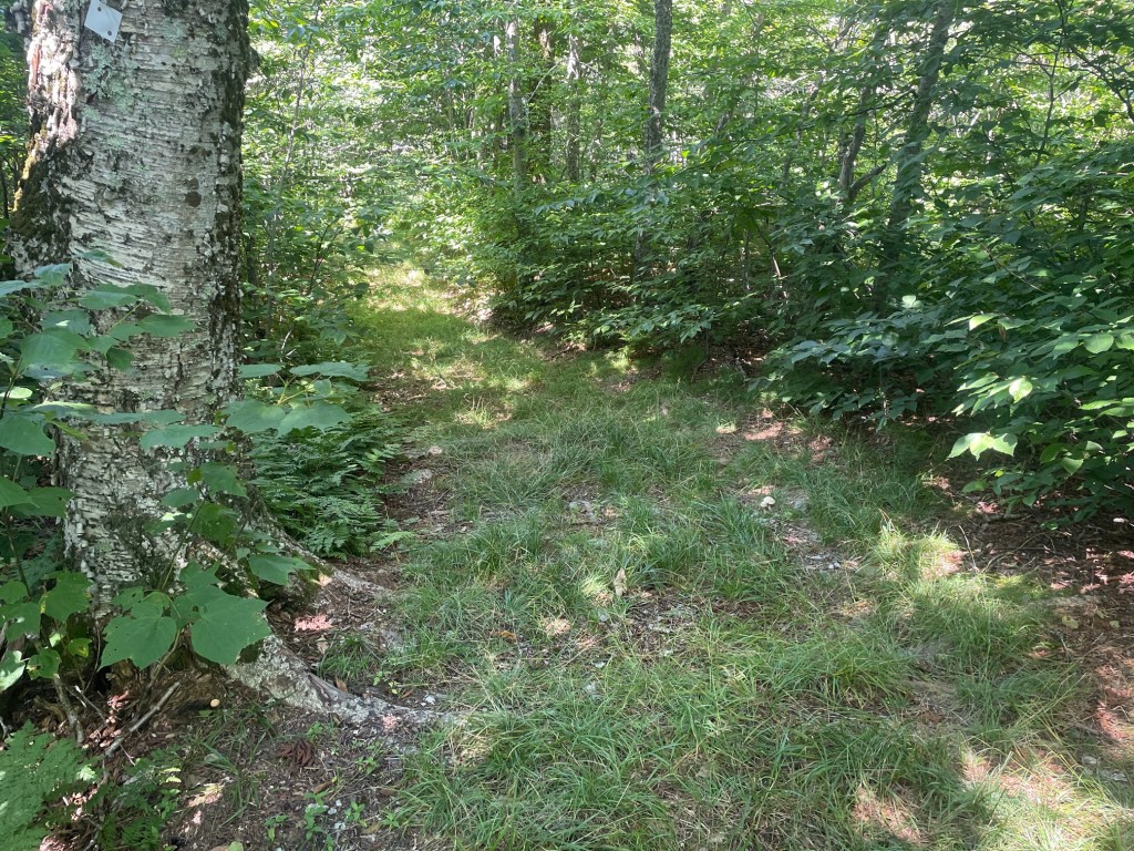 A narrow trail winding through a lush green forest, bordered by trees and underbrush.