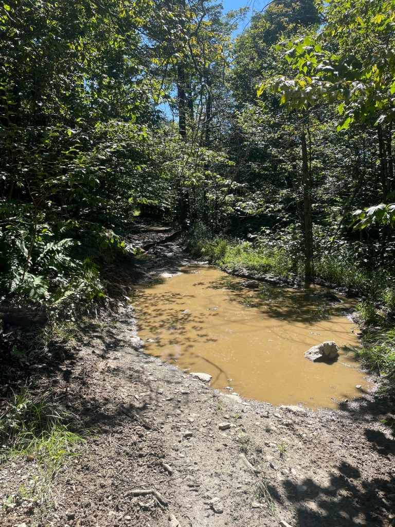 A muddy puddle surrounded by greenery in a forested area, with sunlight filtering through the trees.