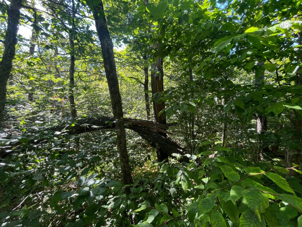 A dense forest scene with abundant green foliage, including trees and leaves, creating a lush, natural environment.