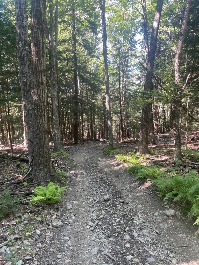A narrow gravel path winding through a dense forest with tall trees and ferns on either side.