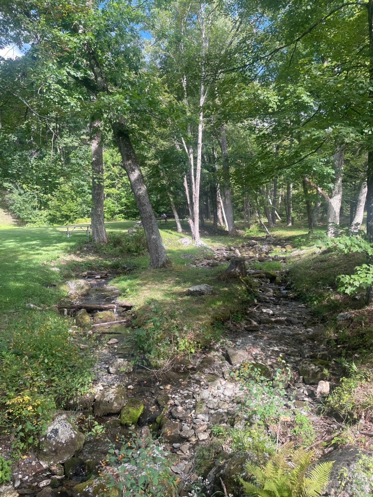 A peaceful wooded area featuring a small, gently flowing stream surrounded by lush greenery and trees.