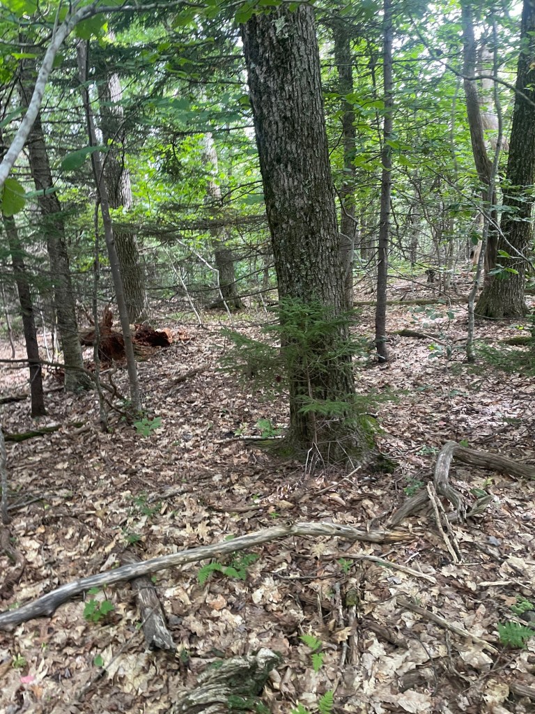 A forest scene featuring tall trees, dense greenery, and a forest floor covered with leaves and fallen branches.