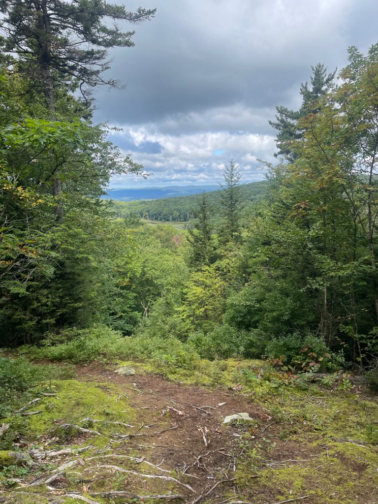 A scenic view of a forested landscape with rolling hills under a cloudy sky, showcasing a mixture of trees and greenery.