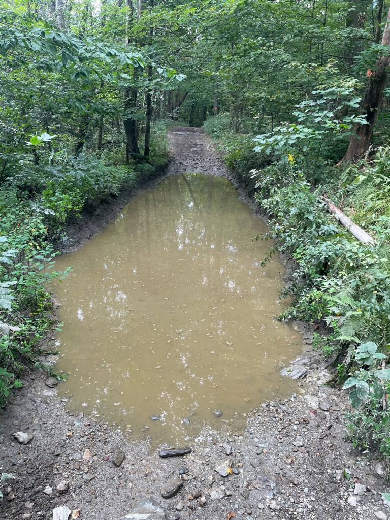 A muddy trail in a forest with a large puddle reflecting trees and greenery.