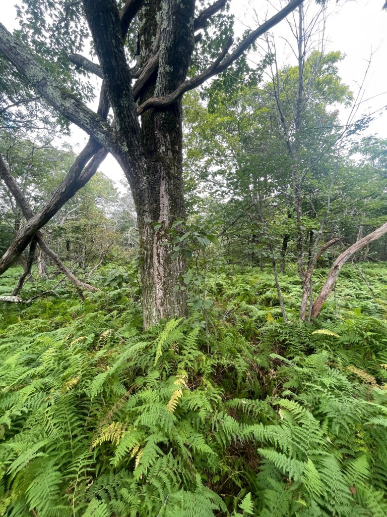 A dense woodland scene featuring a large tree surrounded by lush green ferns and other vegetation.