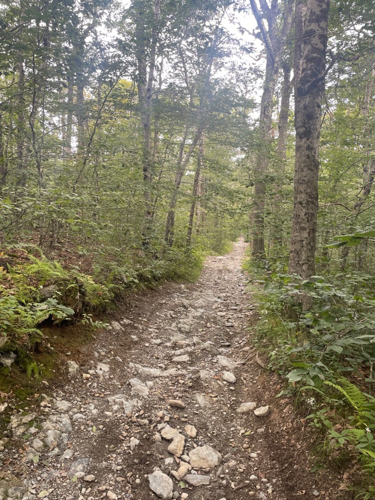 Rocky hiking trail winding through a dense forest with trees and greenery on either side.