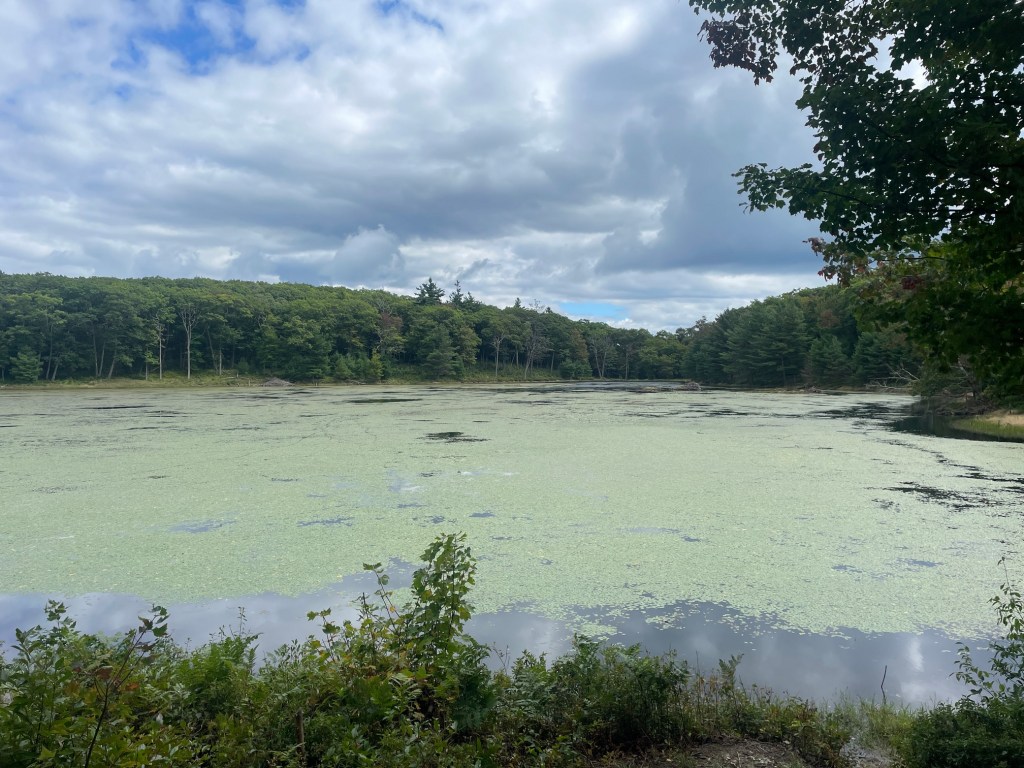 A tranquil pond covered with light green algae, surrounded by lush trees under a partly cloudy sky.