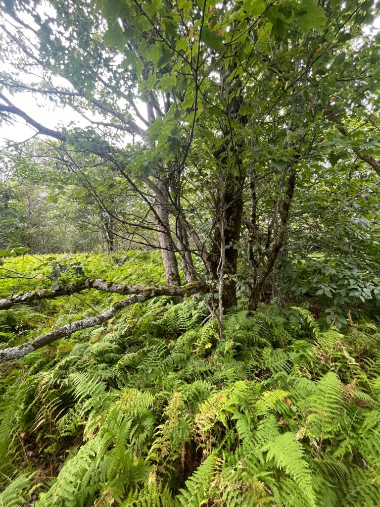 A dense forest scene featuring various trees and lush green ferns under a cloudy sky.