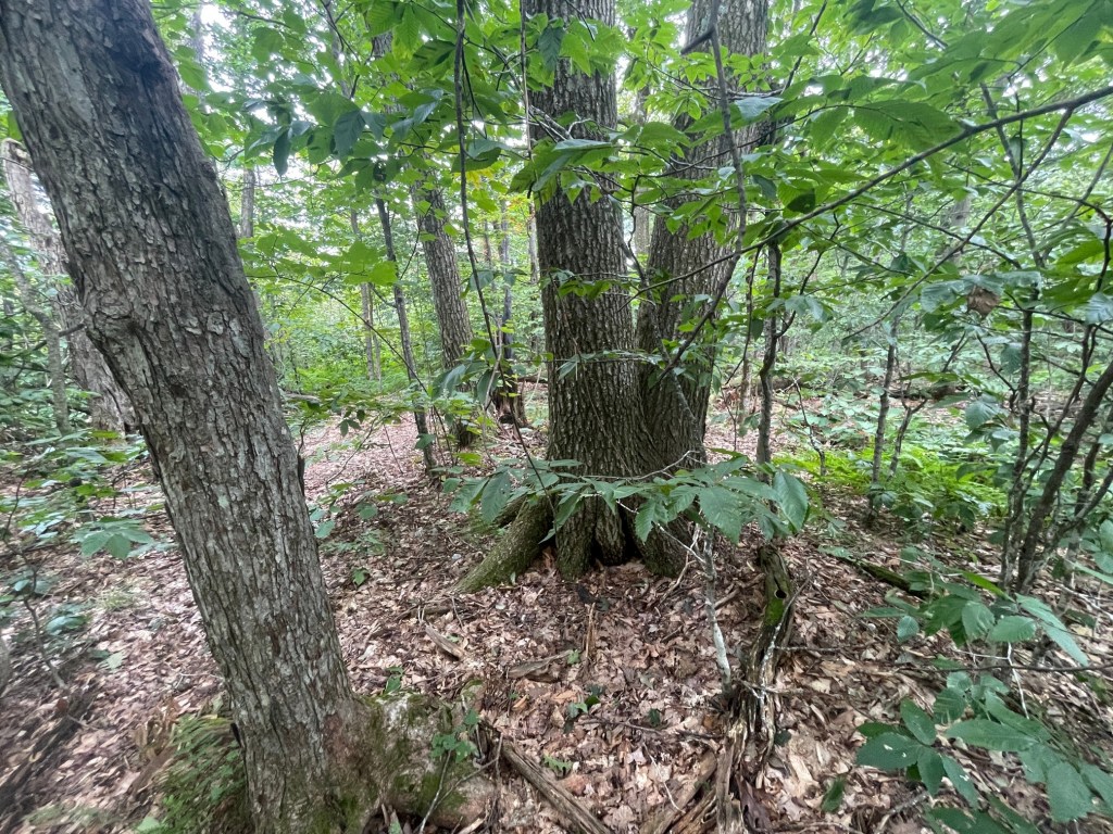 A dense forest scene featuring multiple trees, rich green leaves, and fallen leaves on the ground, with a path visible in the background.