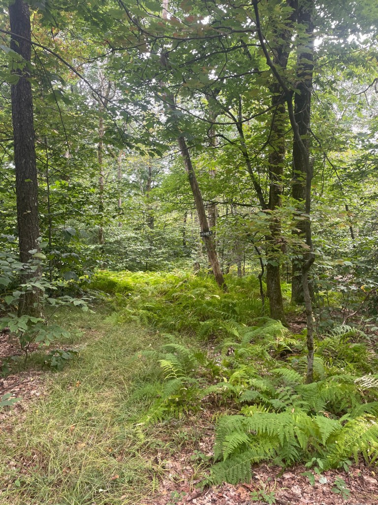 A dense forest scene with tall trees and lush green ferns covering the ground, creating a natural path through the woods.