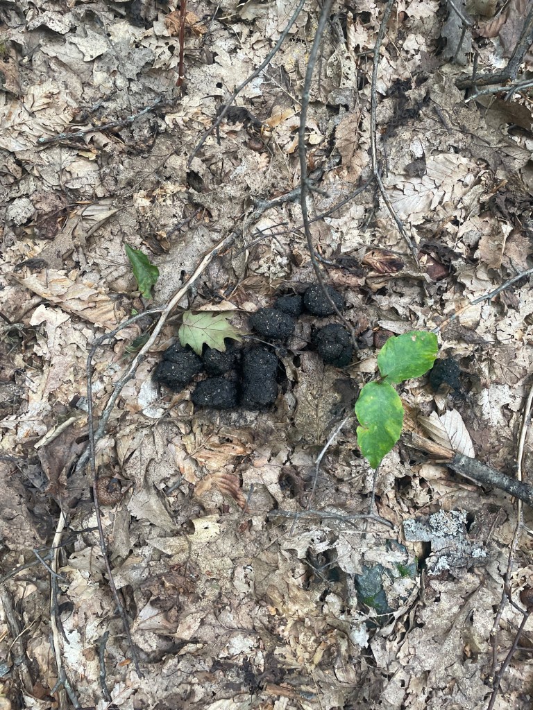 Scattered dark animal droppings on a bed of dried leaves and twigs in a forest environment.